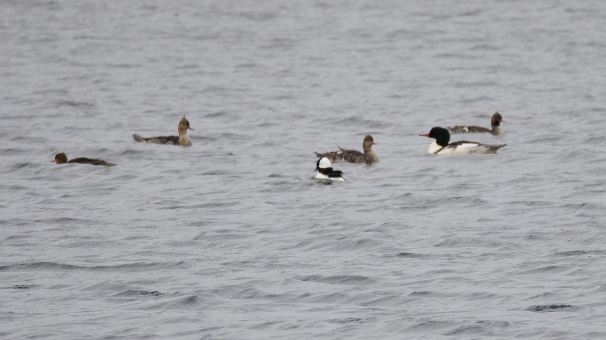 Common Merganser - ML646026387