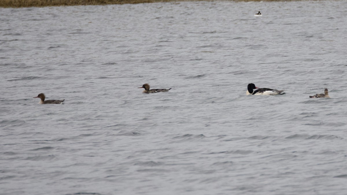 Common Merganser - ML646026388