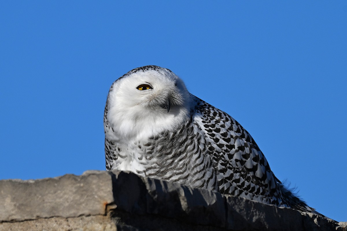לילית שלג - ML646026390