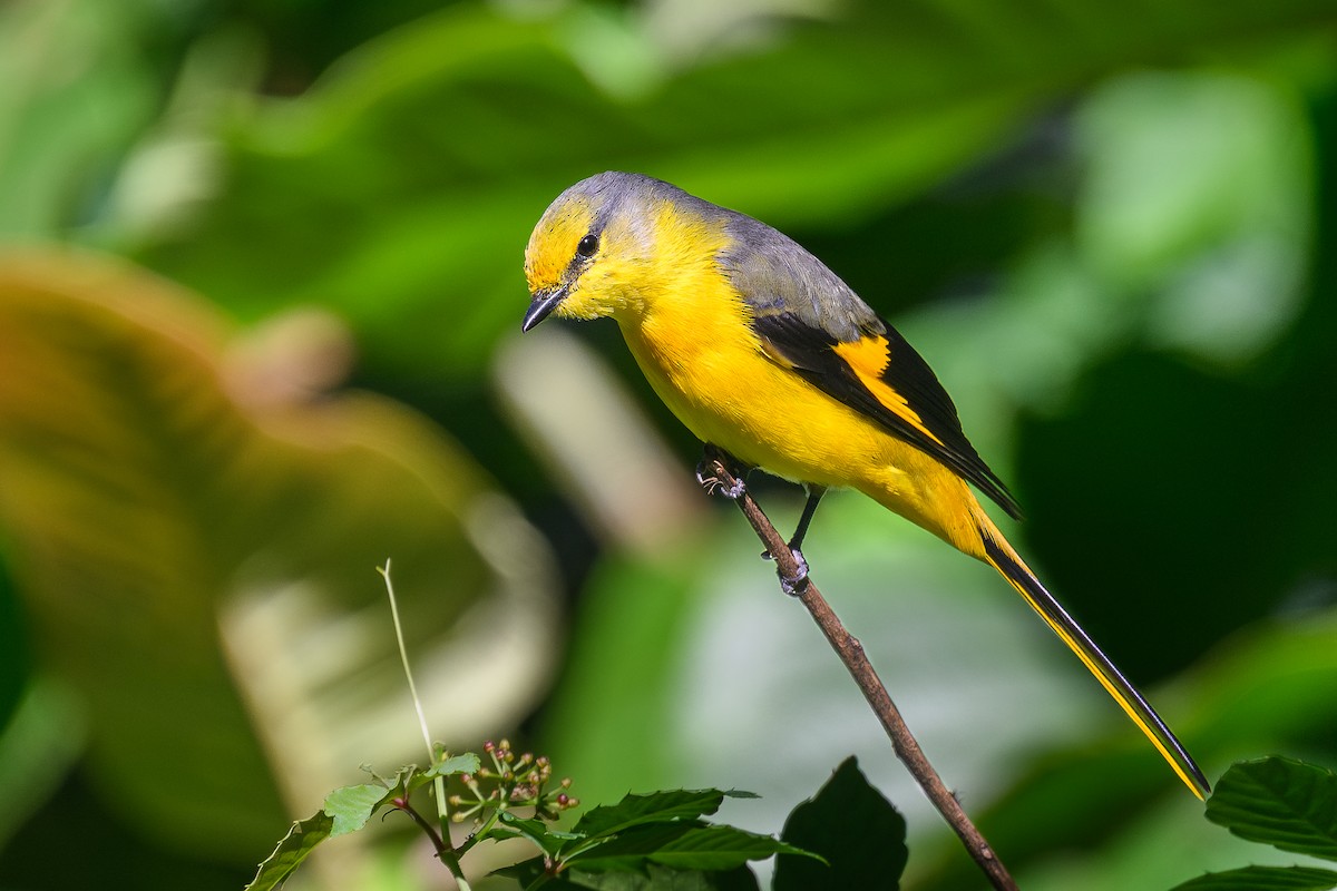 Short-billed Minivet - ML646026391