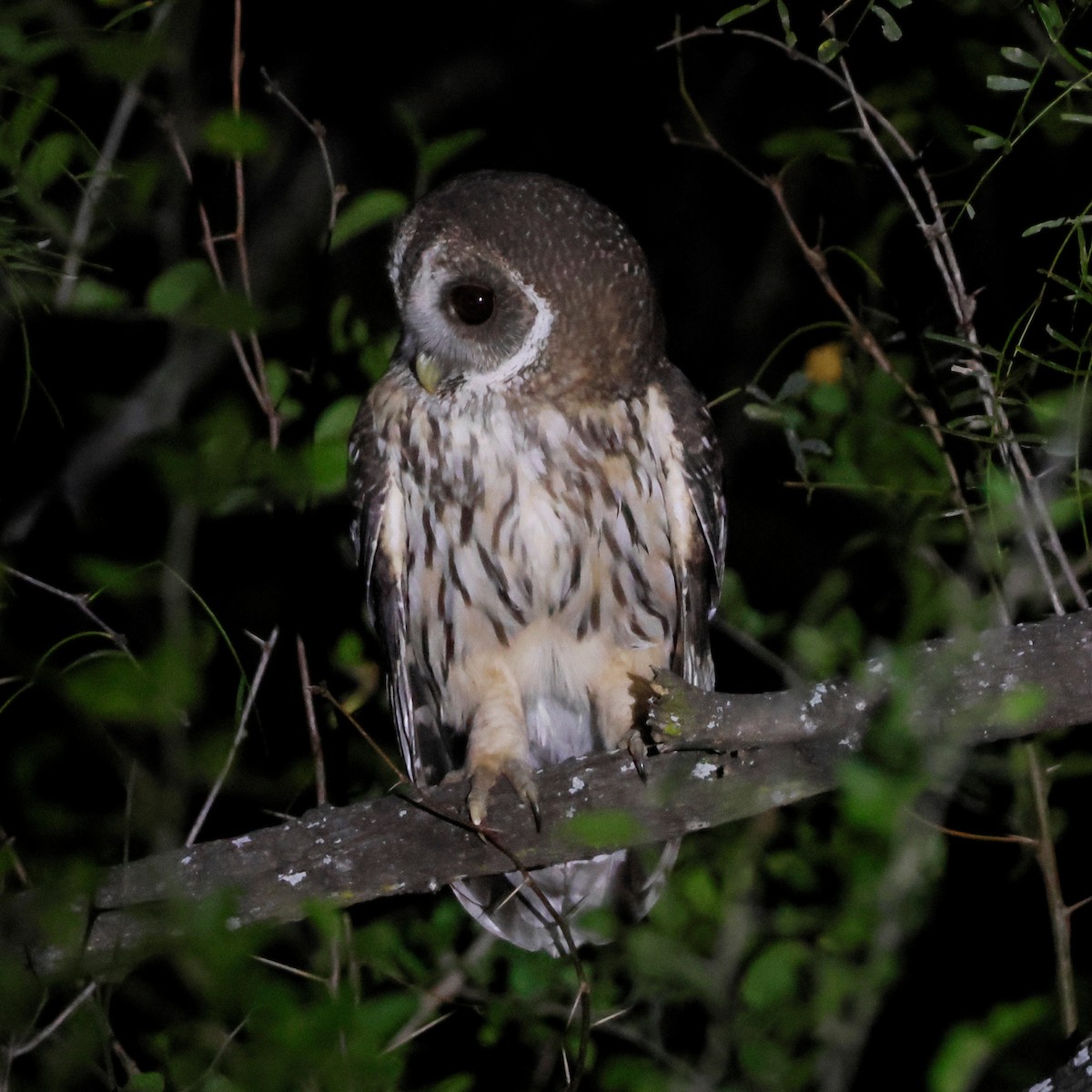 Mottled Owl - ML646026392