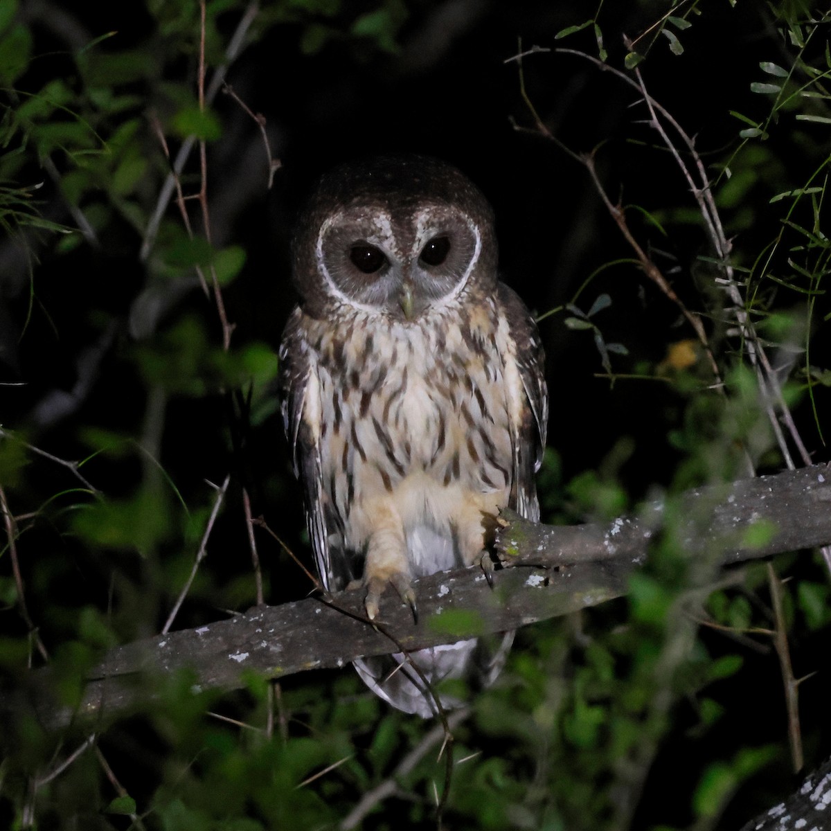 Mottled Owl - ML646026393