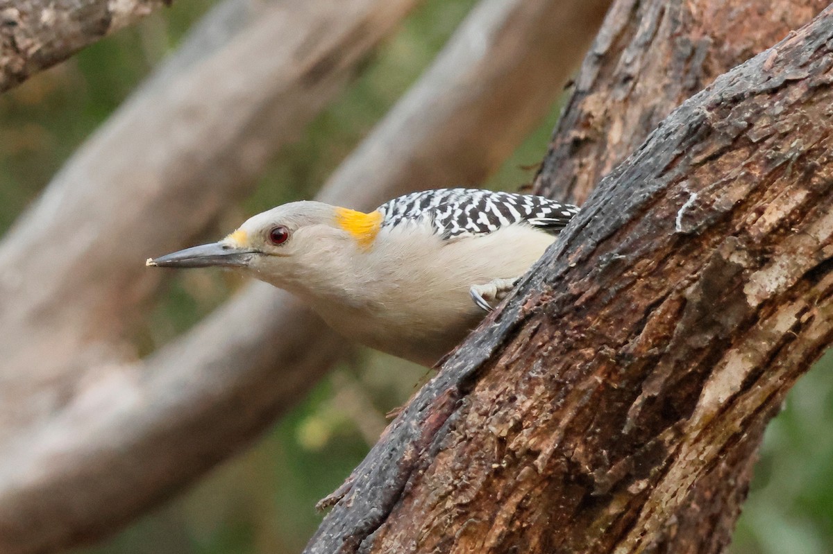 Golden-fronted Woodpecker - ML646026400