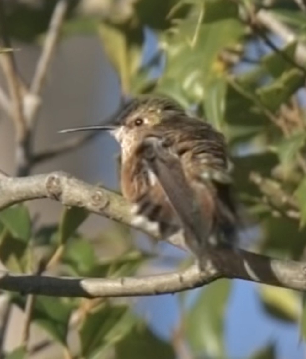 Rufous Hummingbird - ML646026401