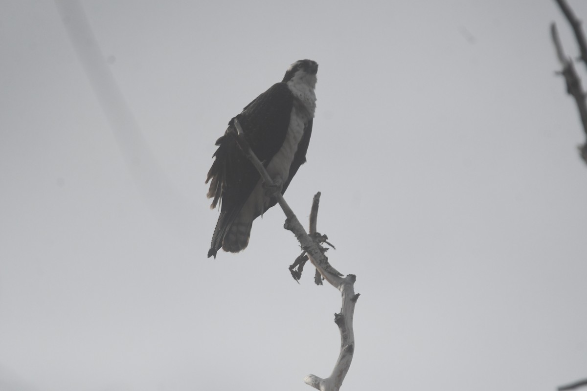 Osprey - ML646026403