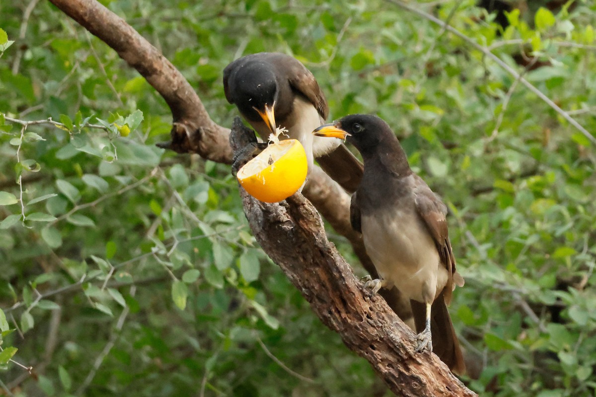 Brown Jay - ML646026405