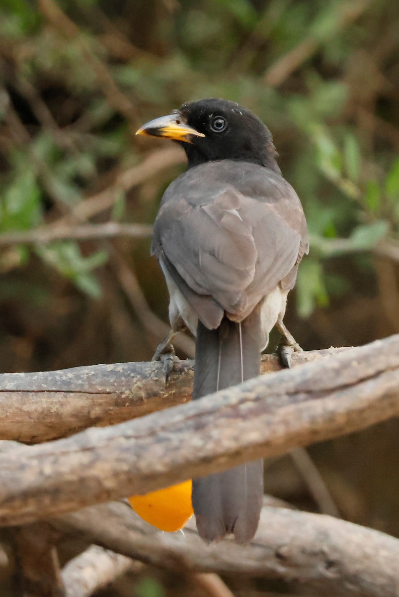 Brown Jay - ML646026406