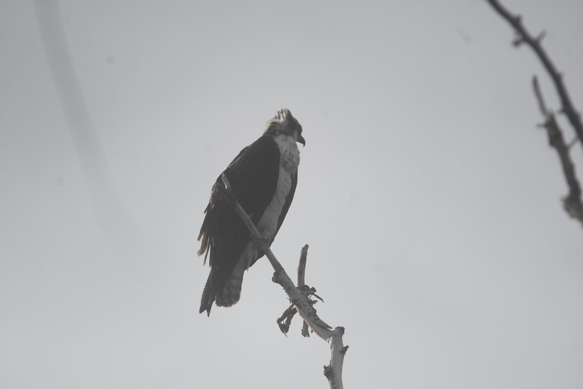 Osprey - ML646026407