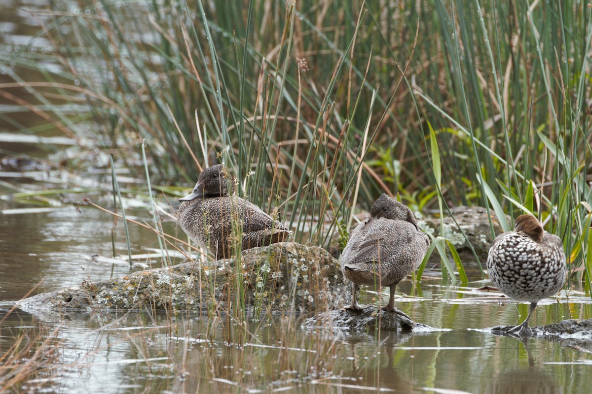 Freckled Duck - ML646026410