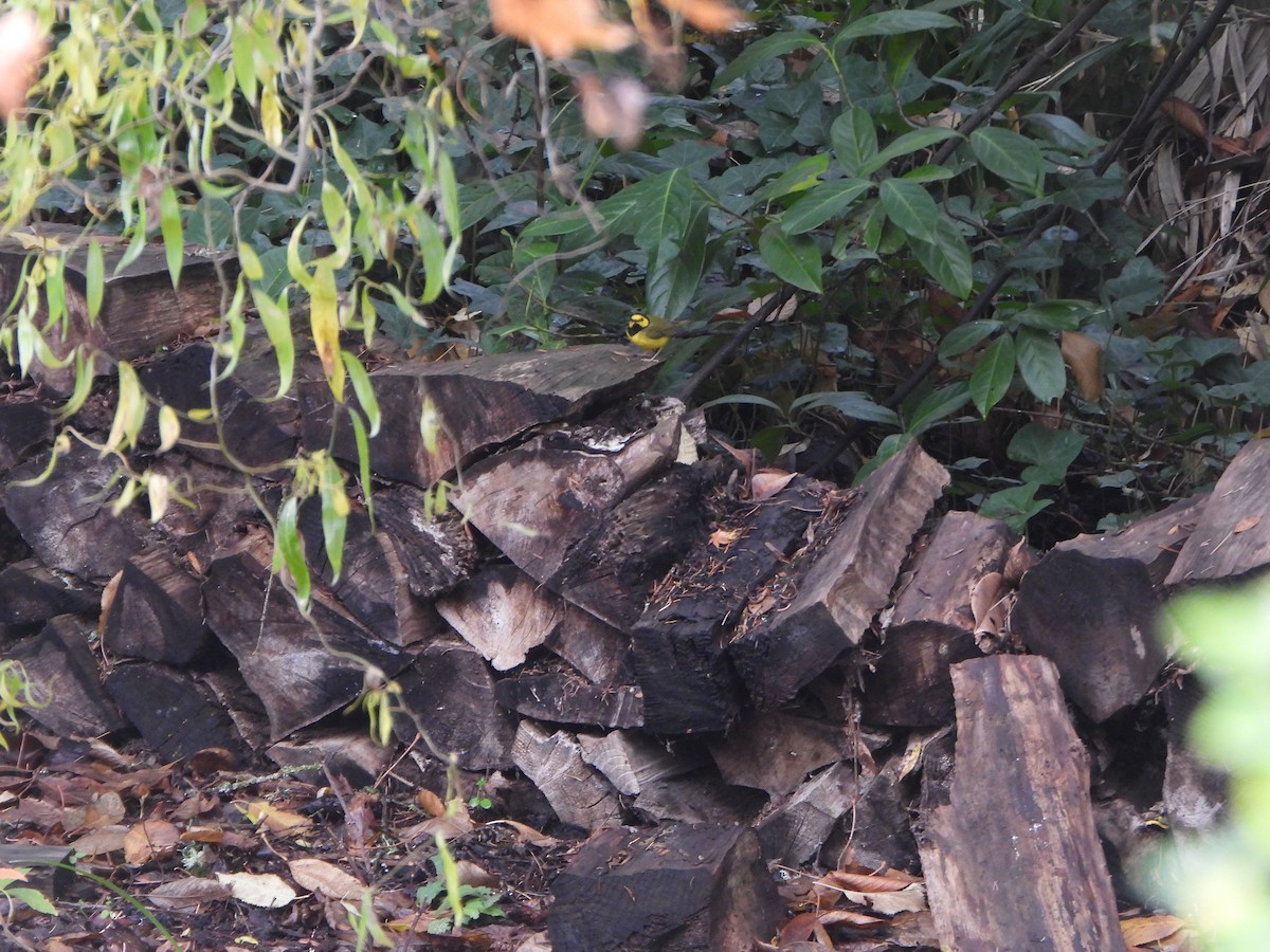 Болотянка чорногорла - ML646026415