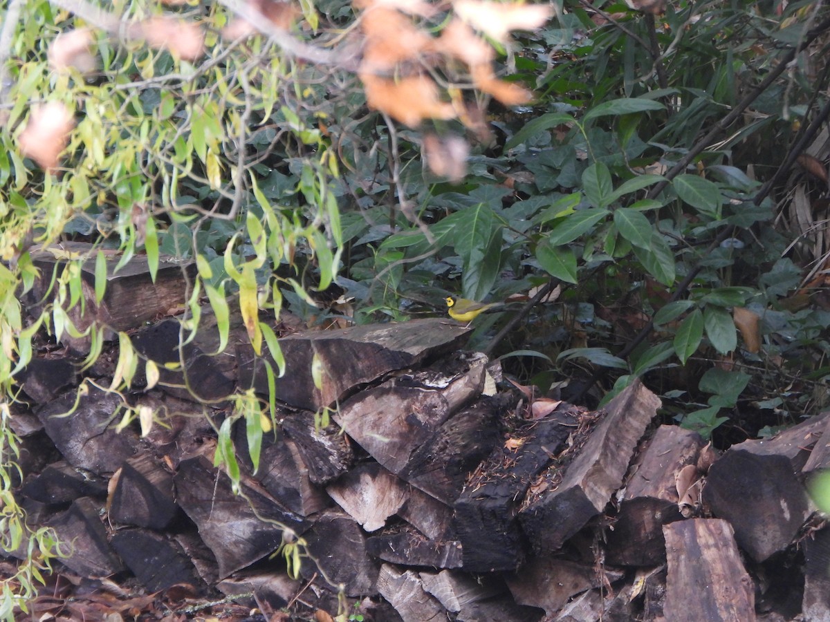 Болотянка чорногорла - ML646026416