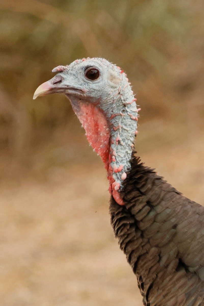 Wild Turkey - ML646026417