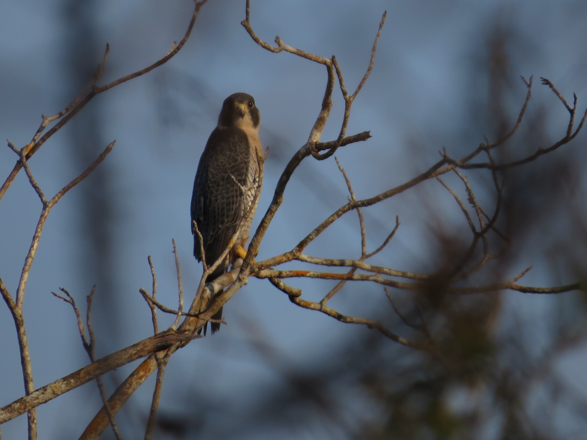 sokol stěhovavý - ML646026420