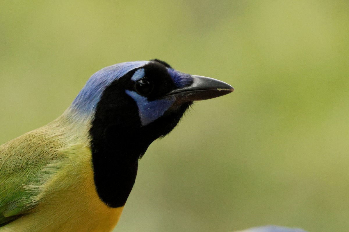 sojka zelenavá - ML646026421