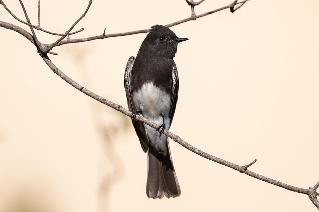 Black Phoebe - ML646026428