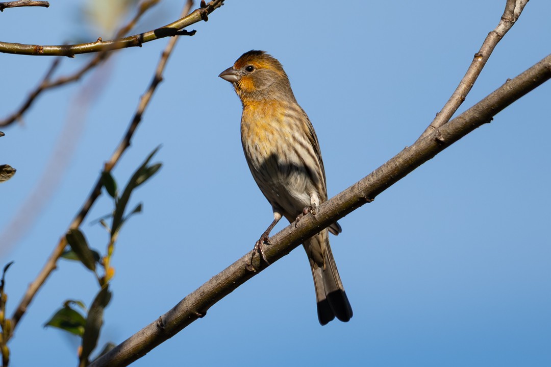 House Finch - ML646026433