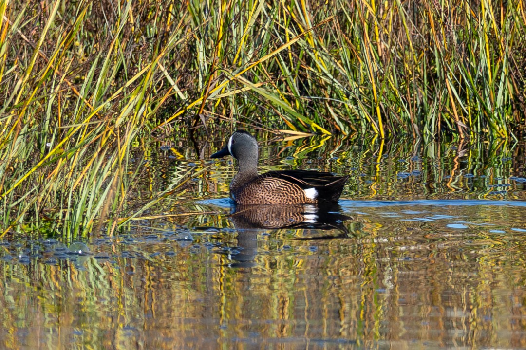 čírka modrokřídlá - ML646026441