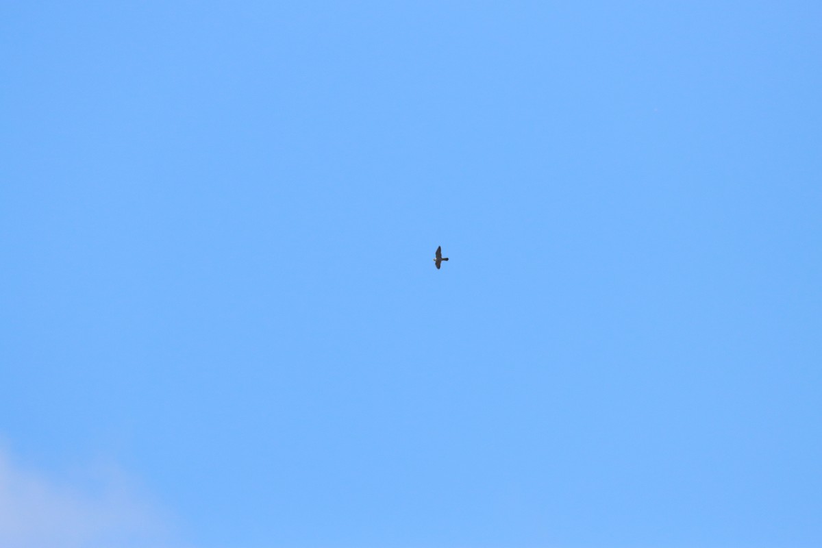 遊隼 - ML646026445