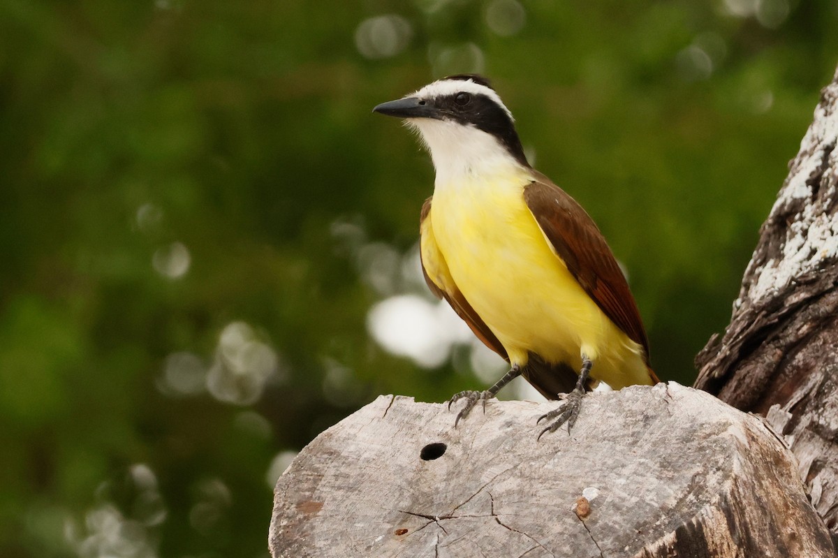 Great Kiskadee - ML646026447
