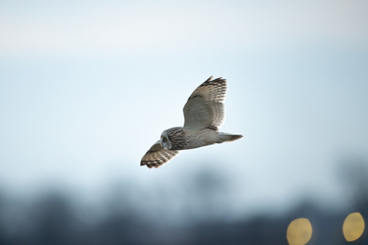 短耳鴞 - ML646026448