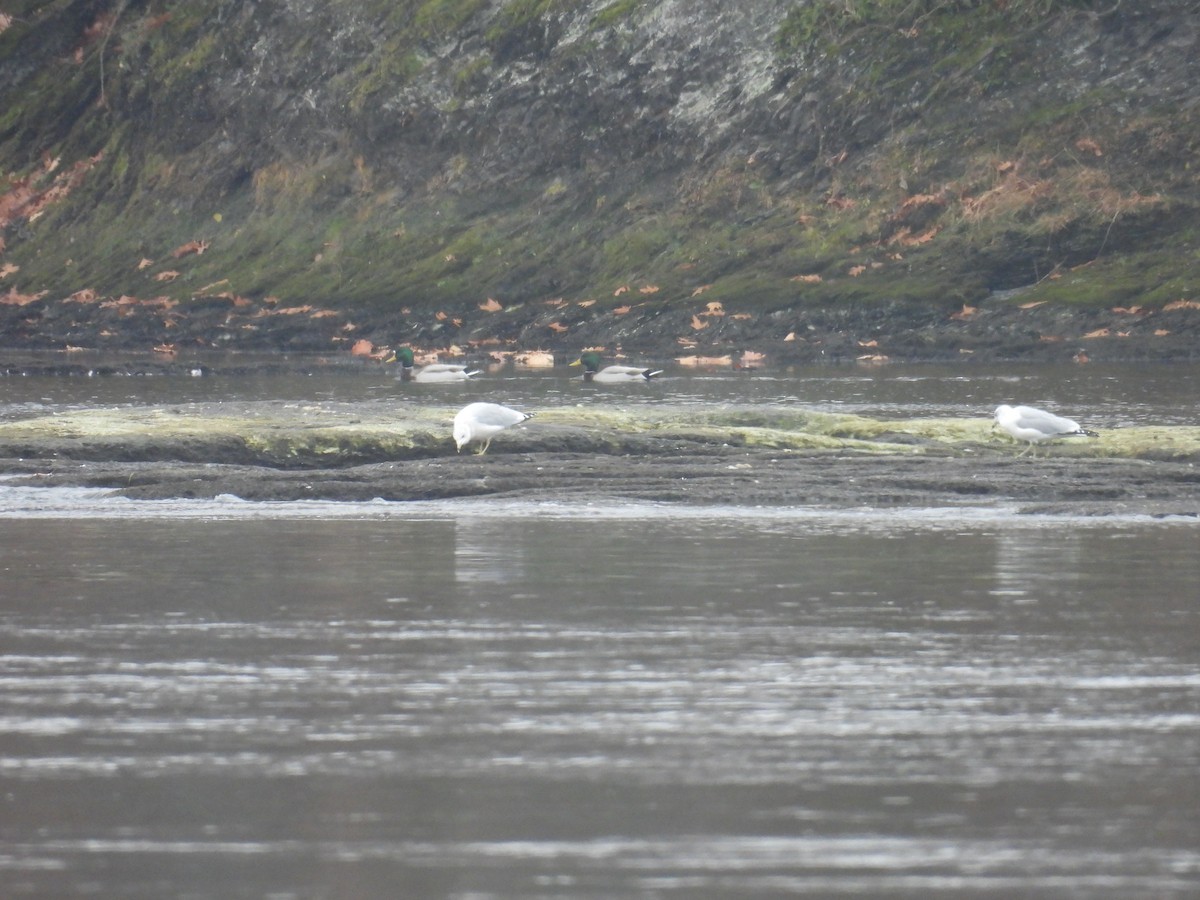 Ring-billed Gull - ML646026450