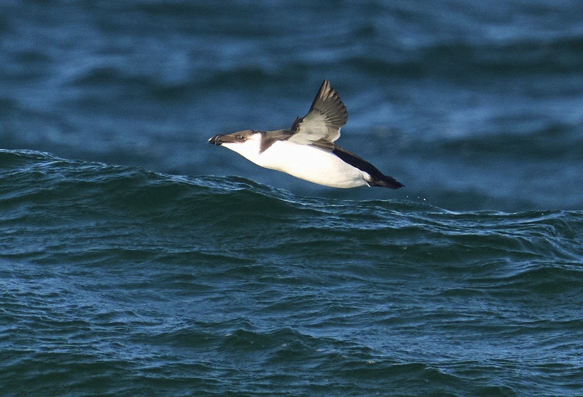 Razorbill - ML646026451