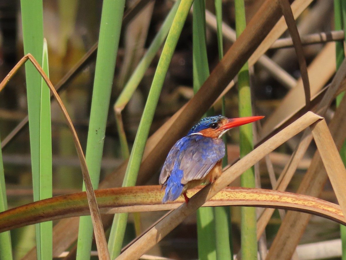 Malachite Kingfisher - ML646026452