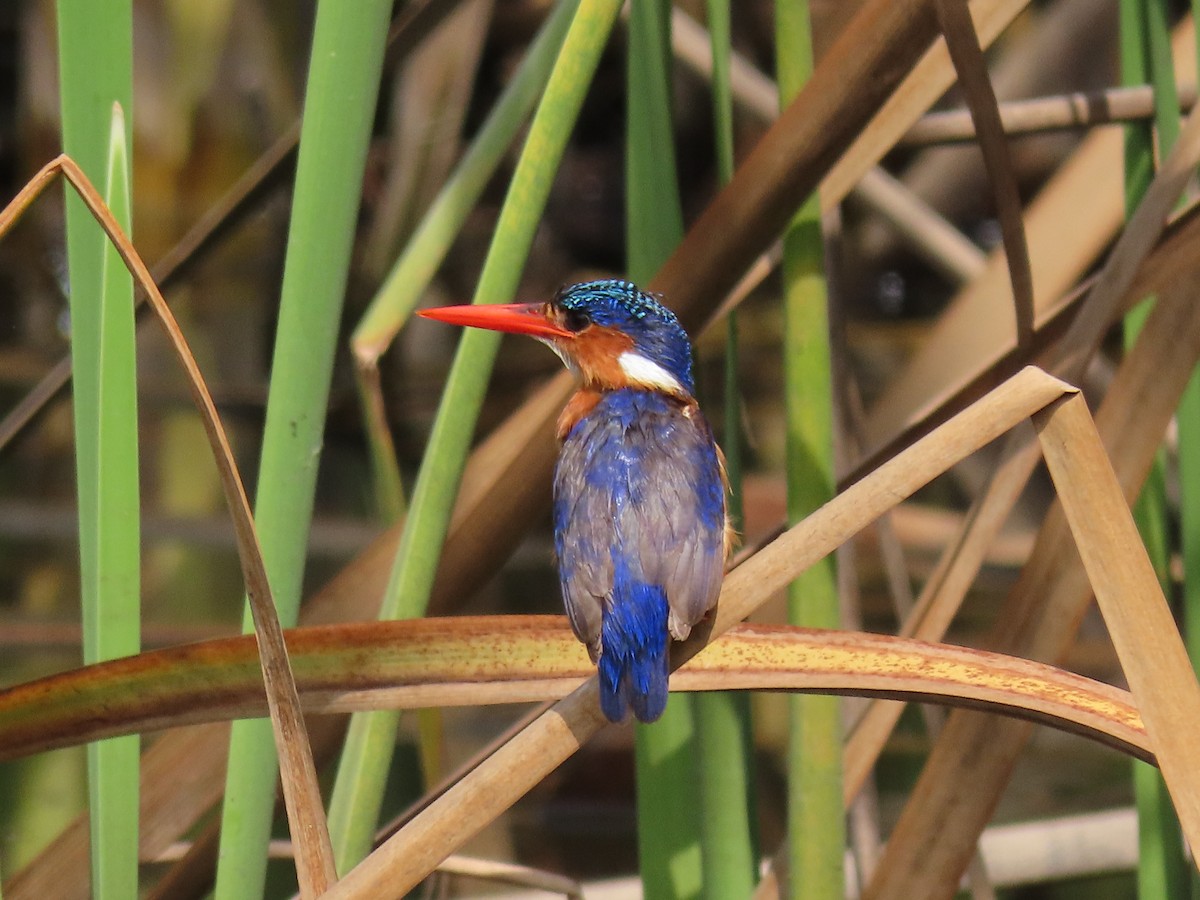 Malachite Kingfisher - ML646026453