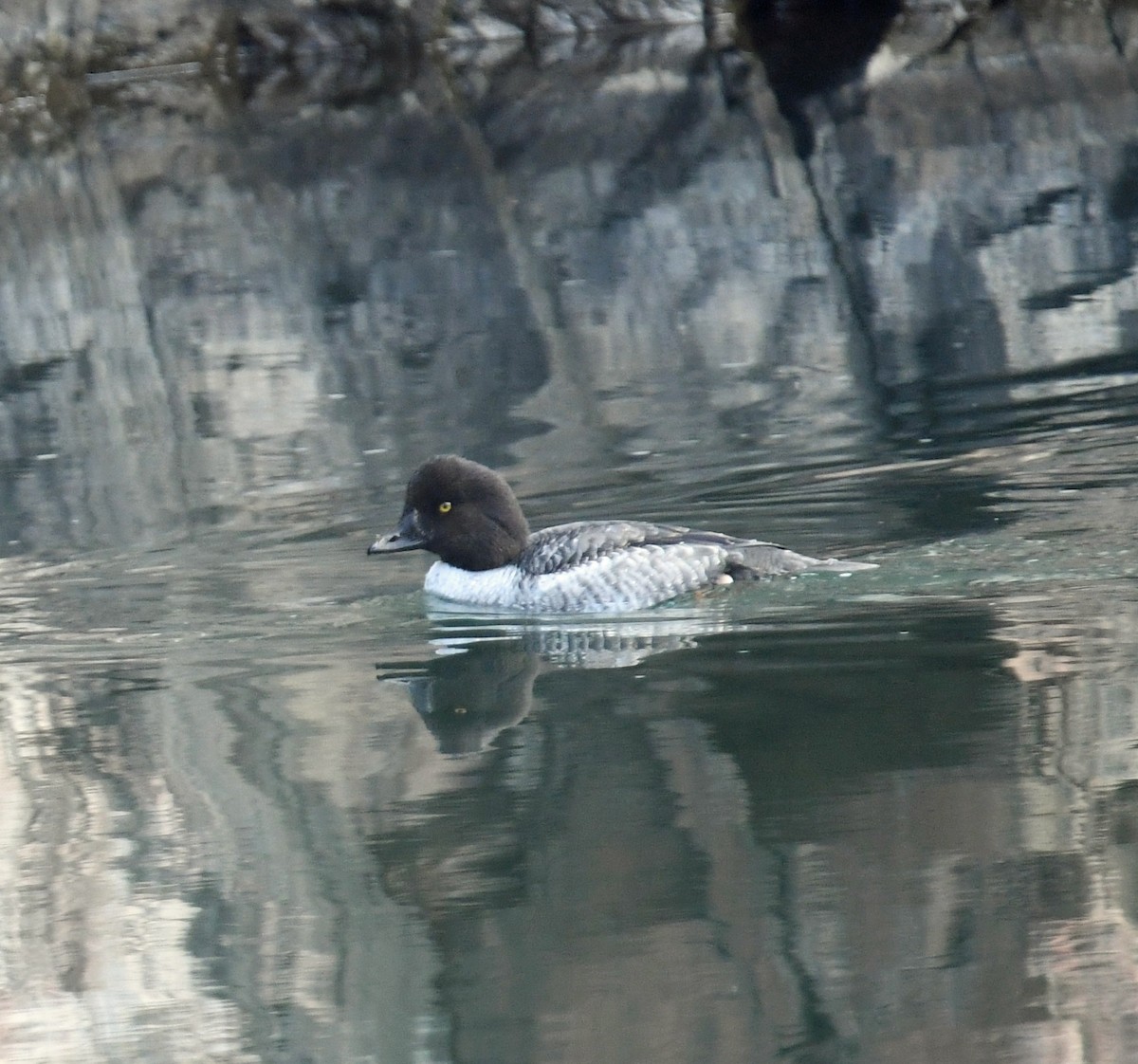 鵲鴨 - ML646026454