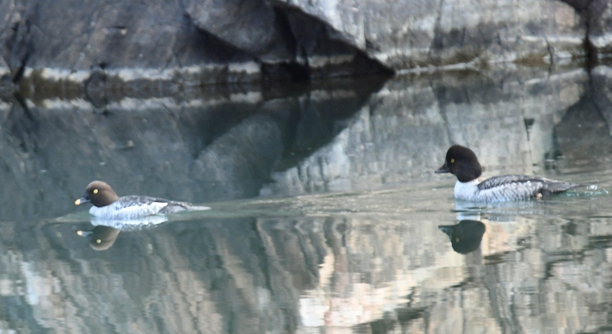 鵲鴨 - ML646026456