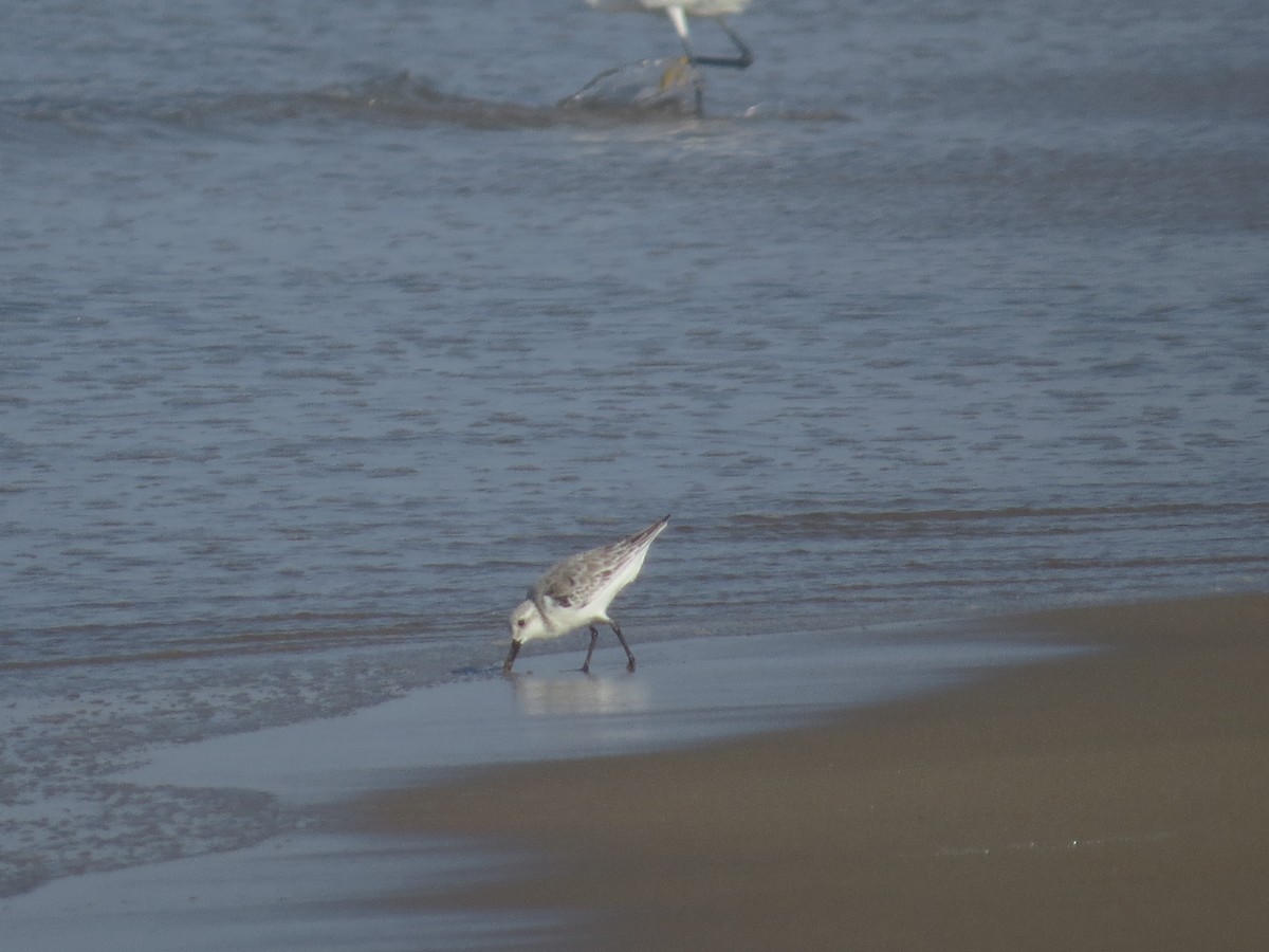 三趾濱鷸 - ML646026457