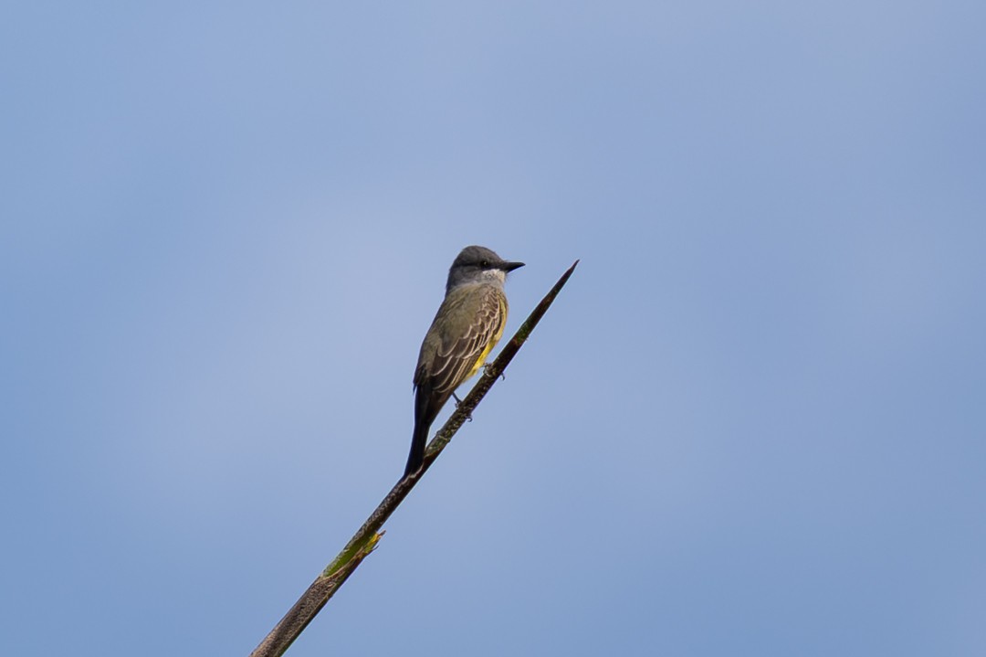 葡萄胸鴨 - ML646026458