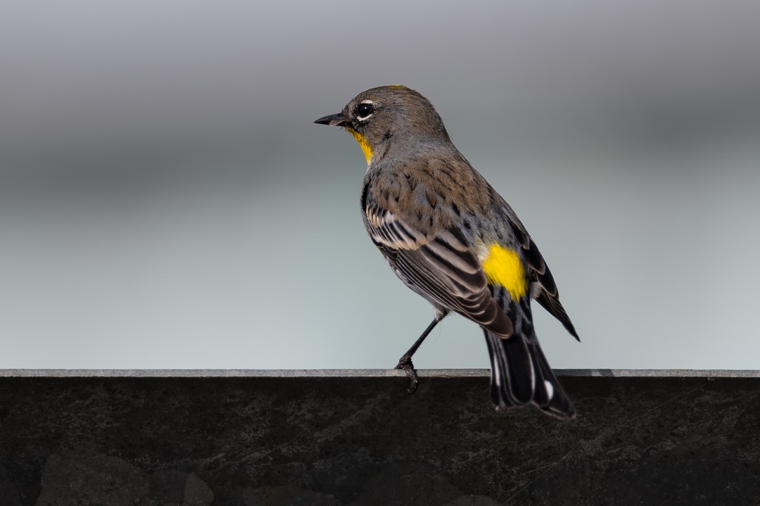 葡萄胸鴨 - ML646026459