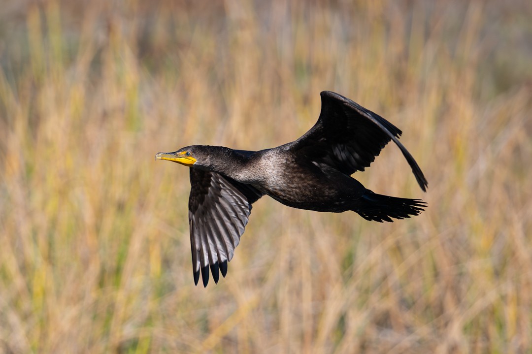 葡萄胸鴨 - ML646026460
