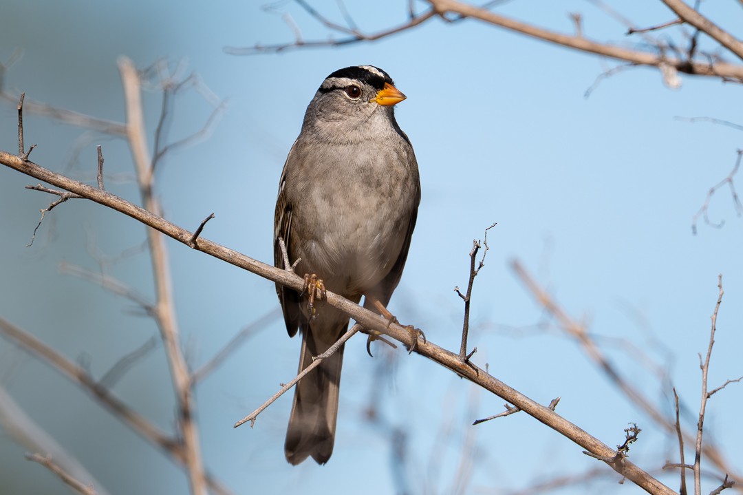 葡萄胸鴨 - ML646026461
