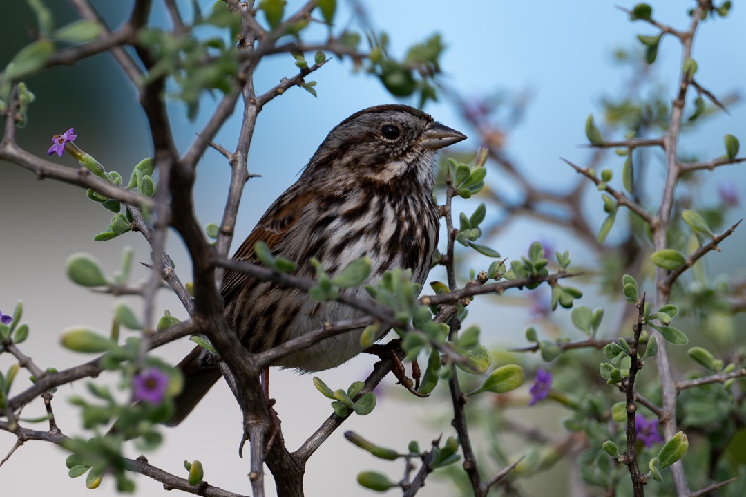 葡萄胸鴨 - ML646026462