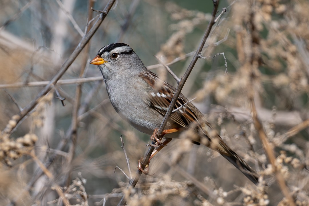 葡萄胸鴨 - ML646026463