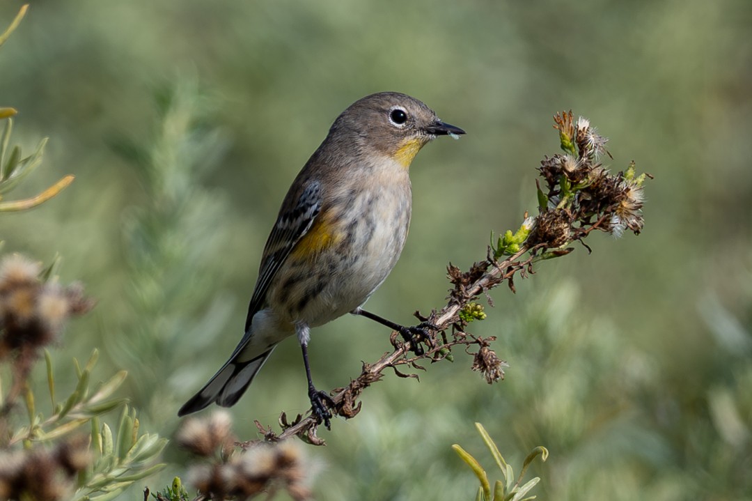 葡萄胸鴨 - ML646026464