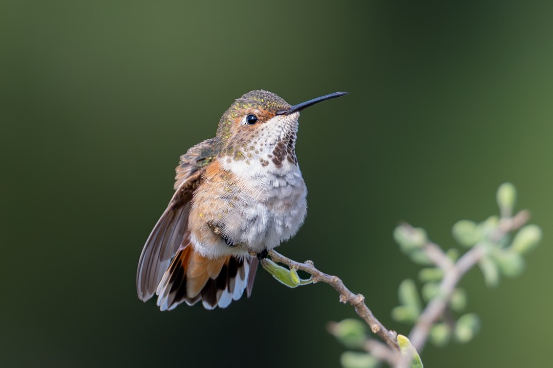 葡萄胸鴨 - ML646026465