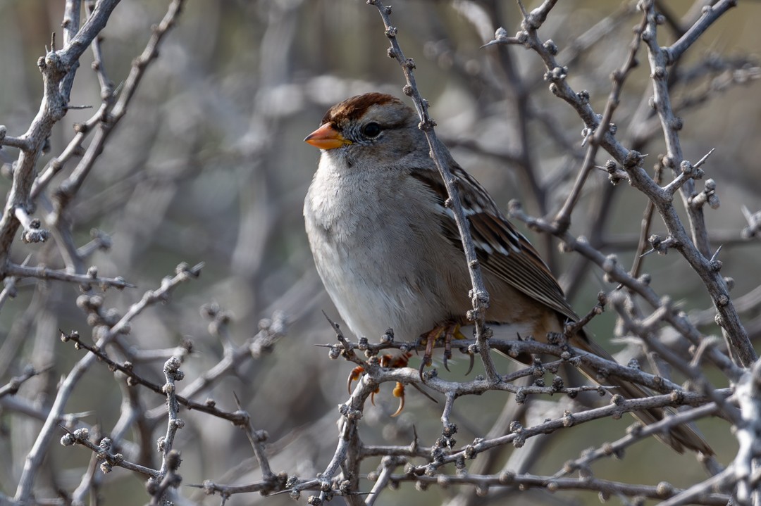 葡萄胸鴨 - ML646026466