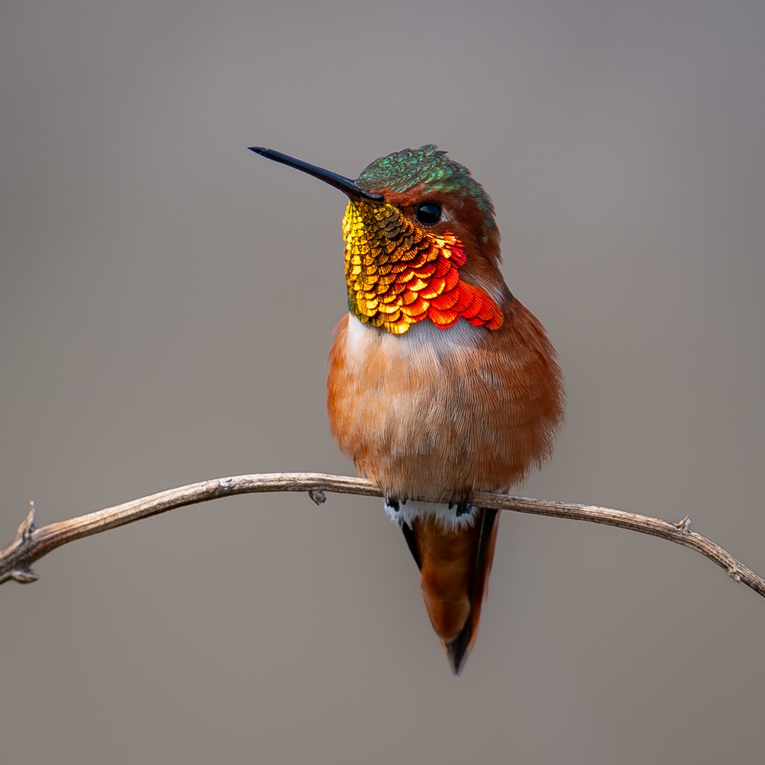 葡萄胸鴨 - ML646026467