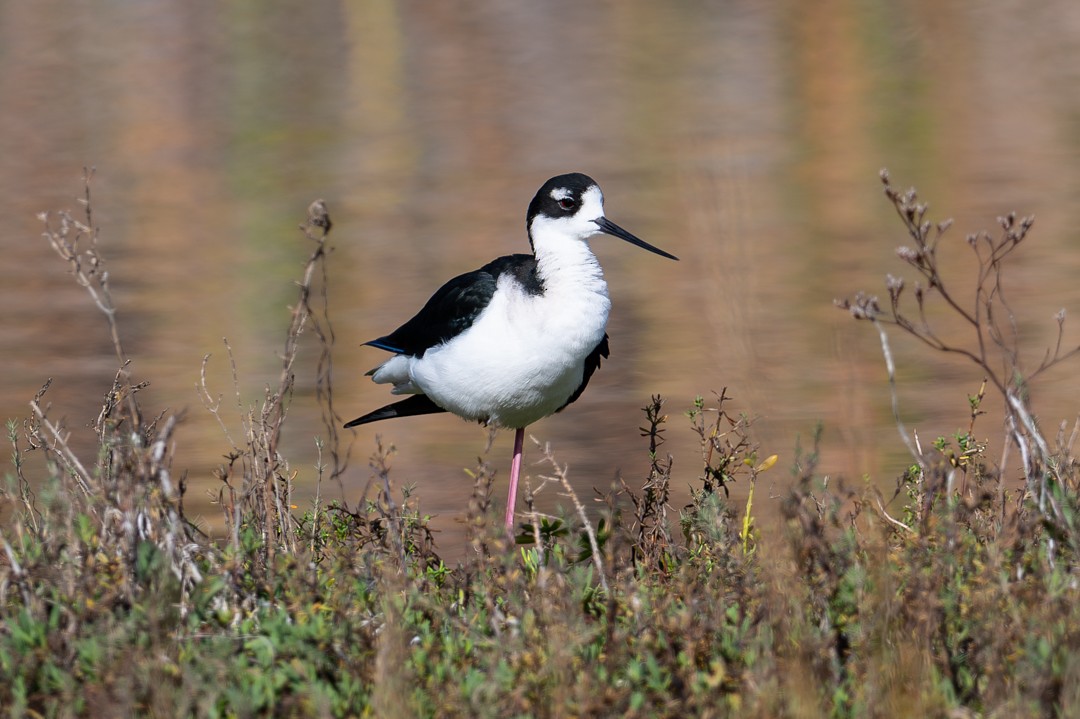 葡萄胸鴨 - ML646026468