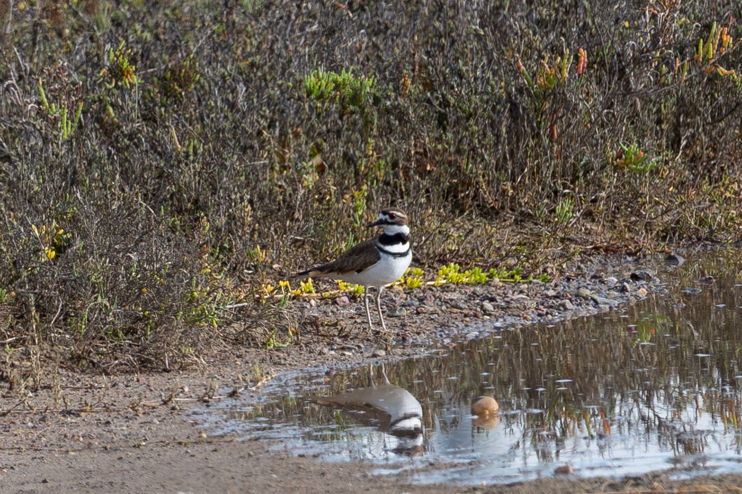 葡萄胸鴨 - ML646026469