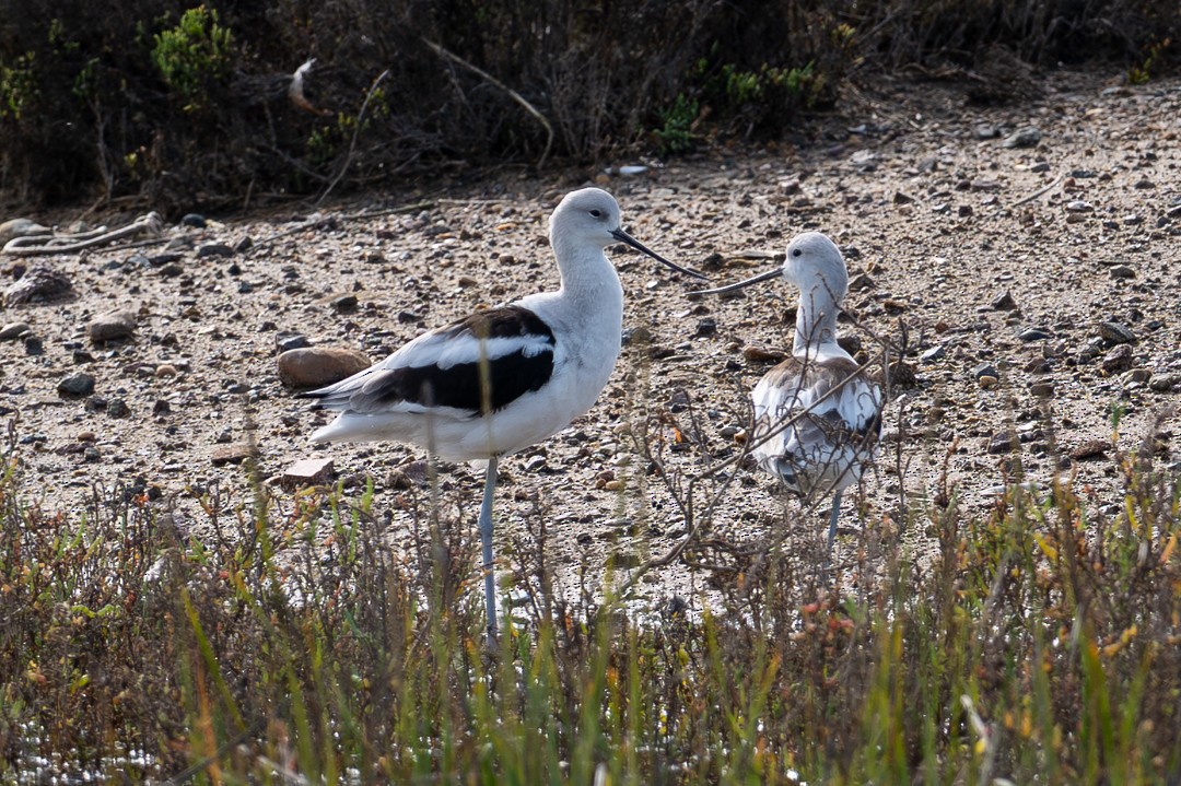 葡萄胸鴨 - ML646026470