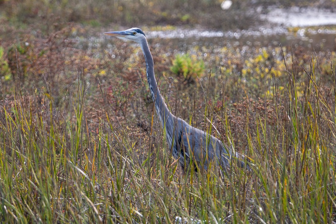 葡萄胸鴨 - ML646026471