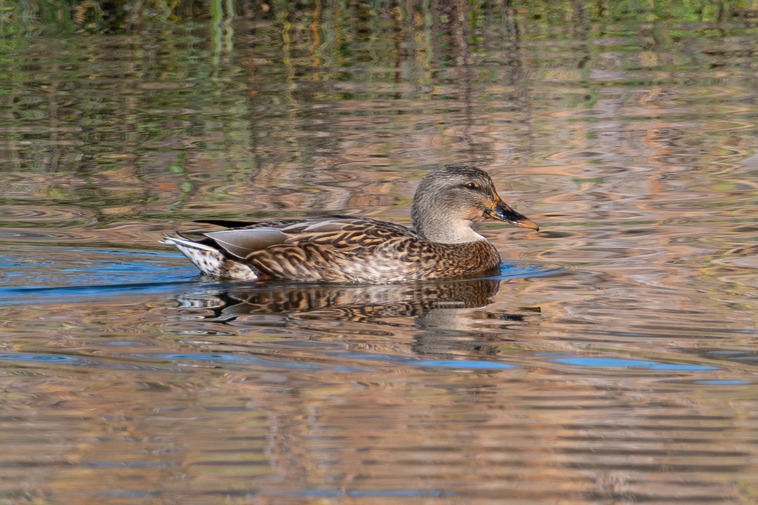 葡萄胸鴨 - ML646026472