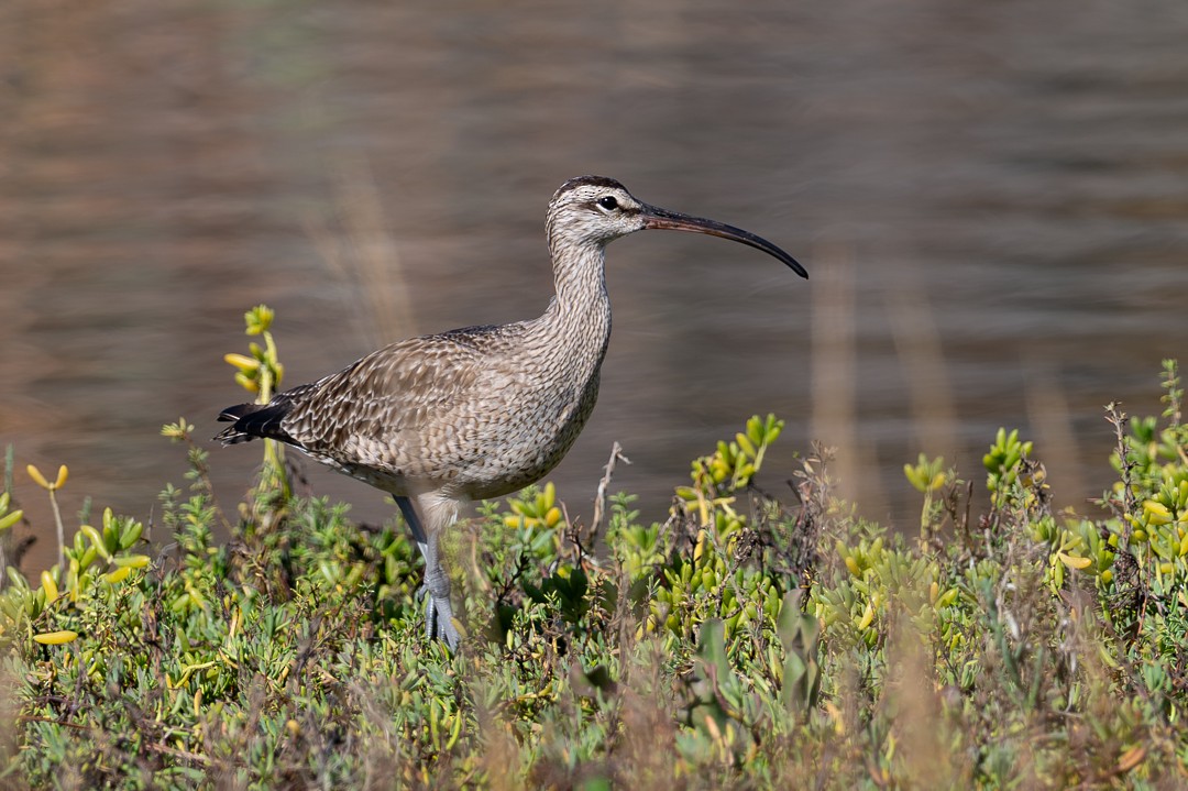 葡萄胸鴨 - ML646026473