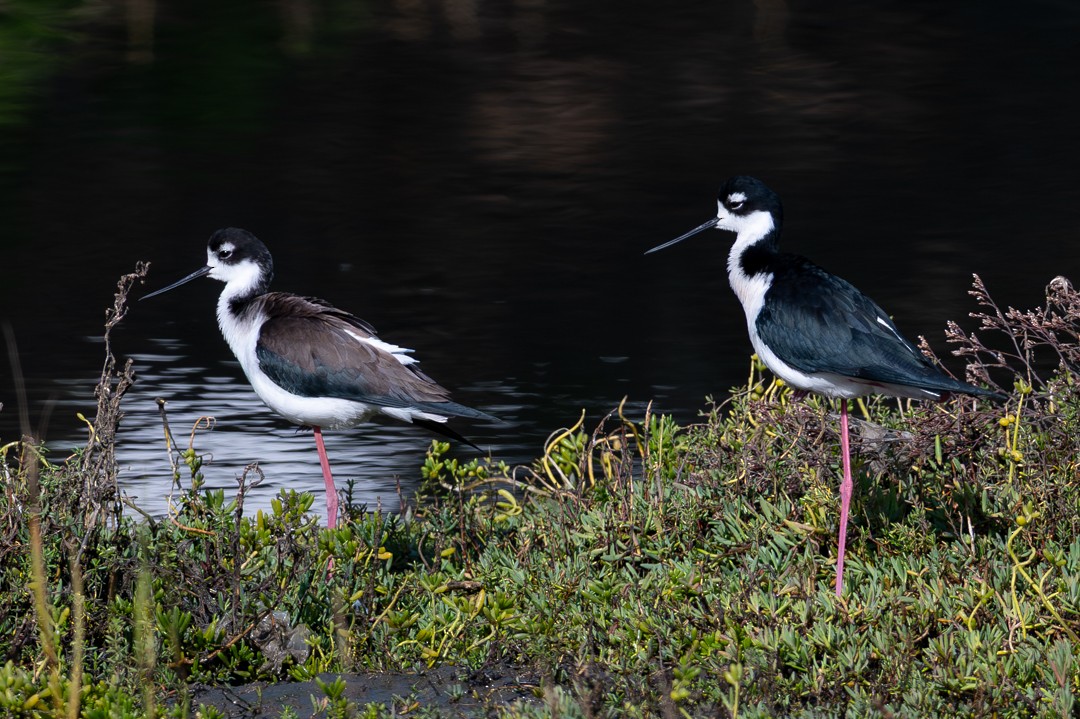 葡萄胸鴨 - ML646026474