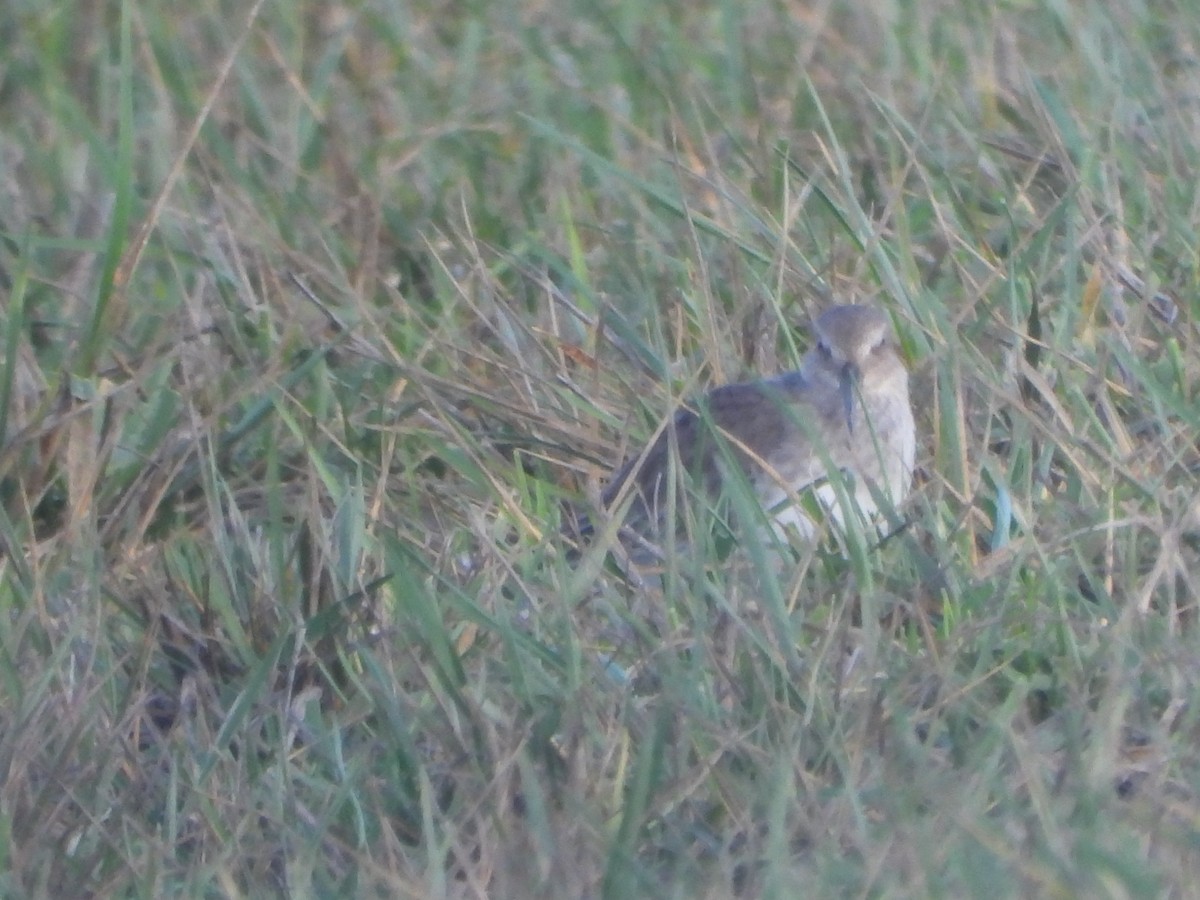 黑腹濱鷸 - ML646026475