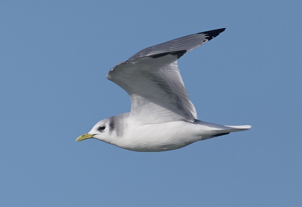 三趾鷗 - ML646026476